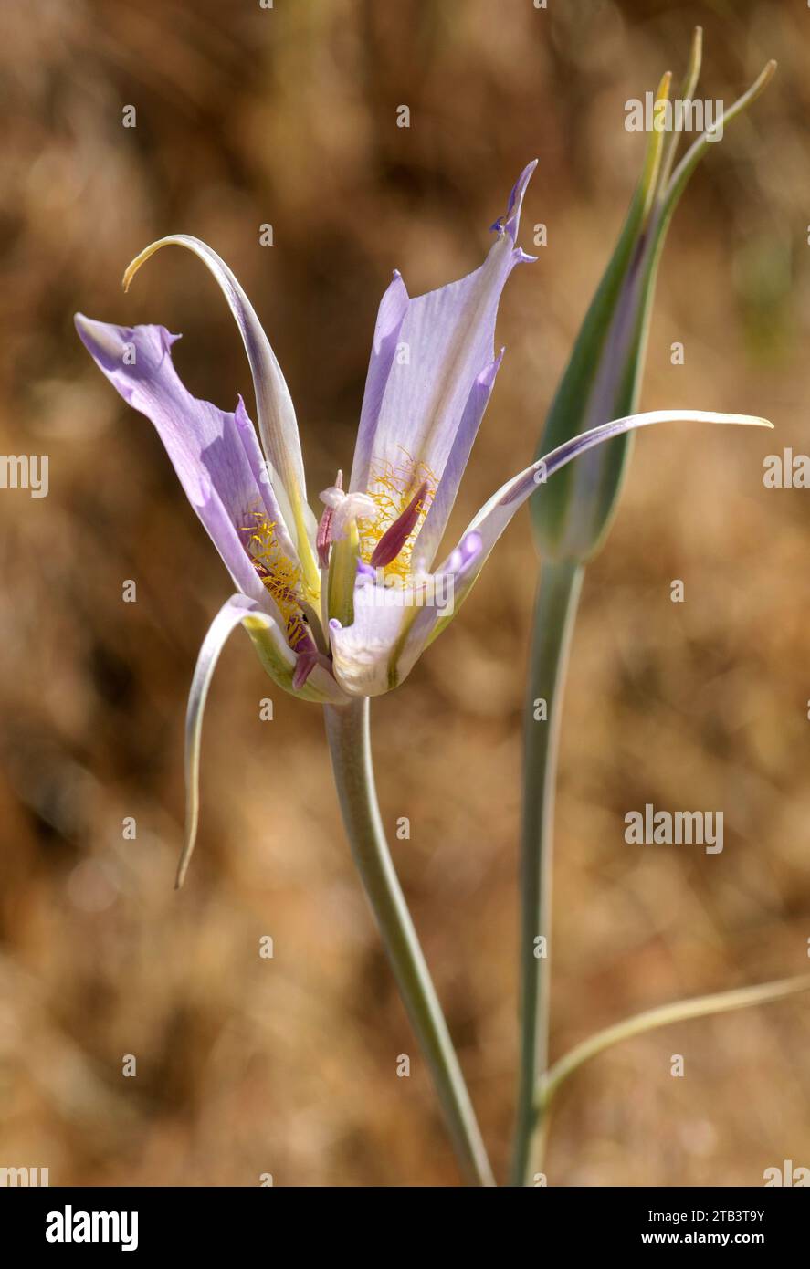 USA, Oregon, Bend, Rancho las Hierbas, Calochortus macrocarpus, Green-Banded Mariposa-Lily, Stock Photo