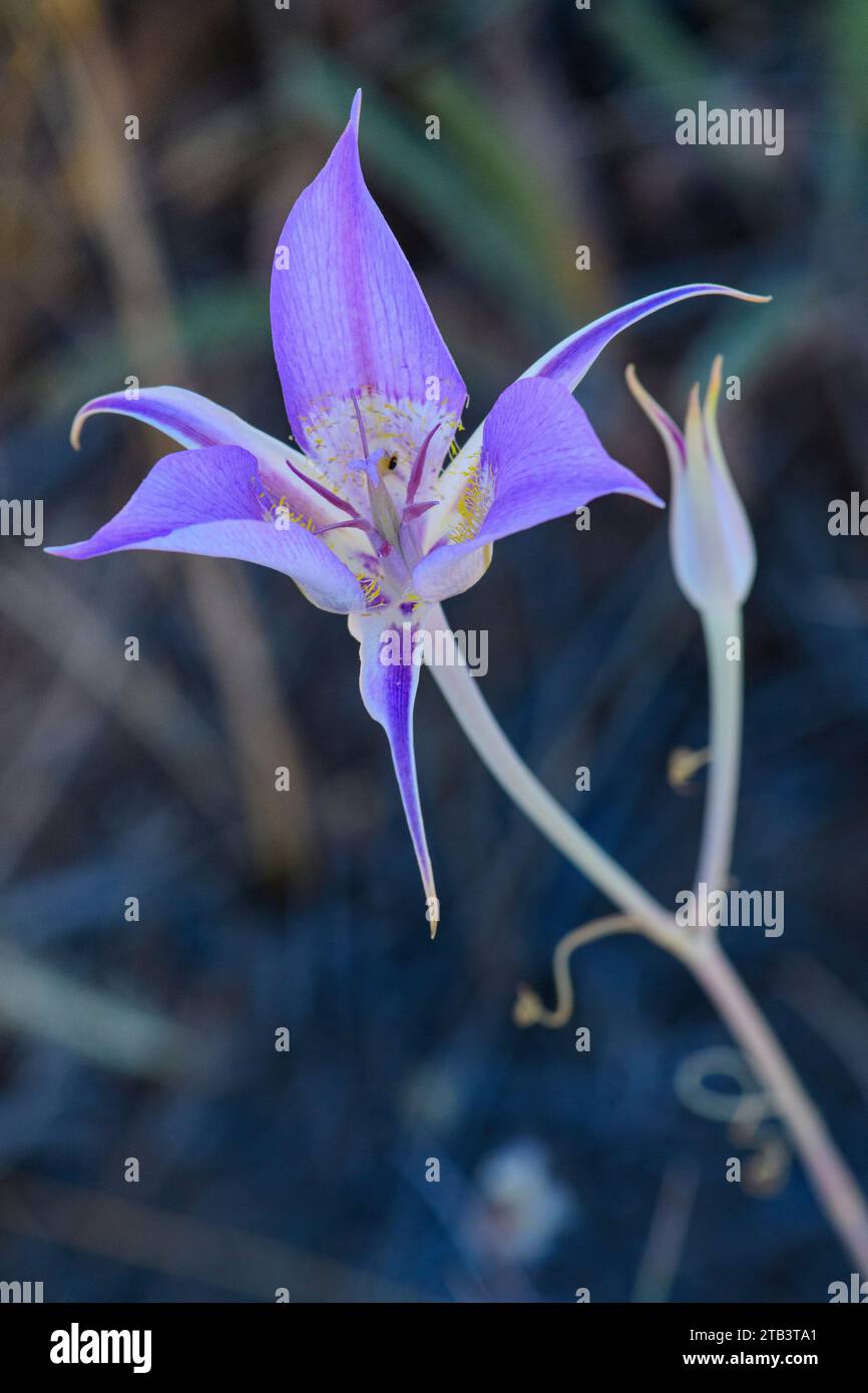 USA, Oregon, Bend, Rancho las Hierbas, Calochortus macrocarpus,Green-Banded Mariposa-Lily Stock Photo