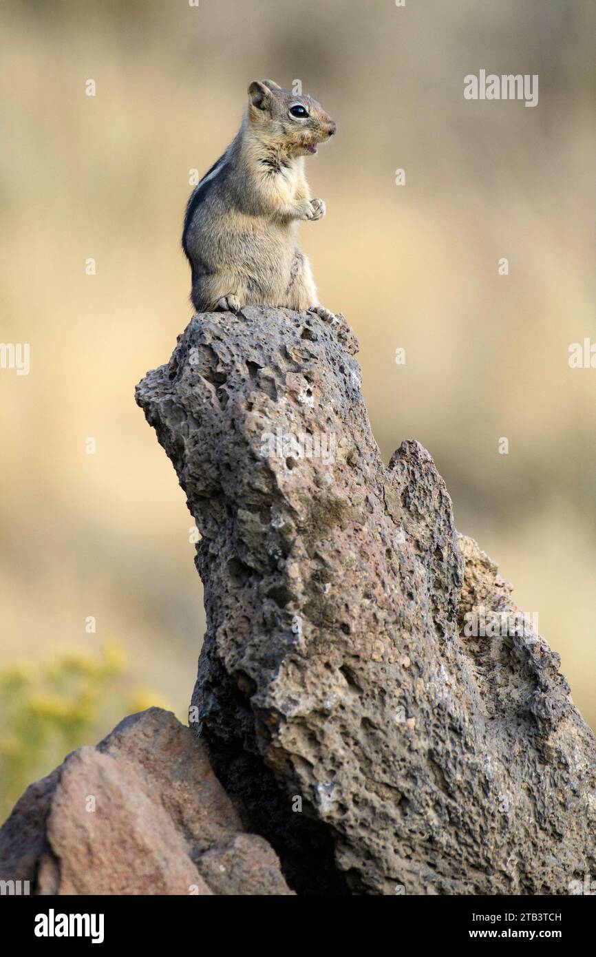 USA, Oregon, Bend, Rancho las Hierbas, Golden-mantled Ground Squirrel ...