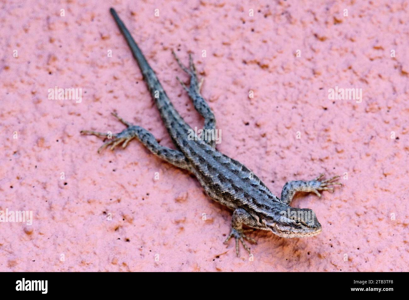 USA, Oregon, Bend, Rancho las Hierbas, Sagebrush lizard, Sceloporus graciosus Stock Photo