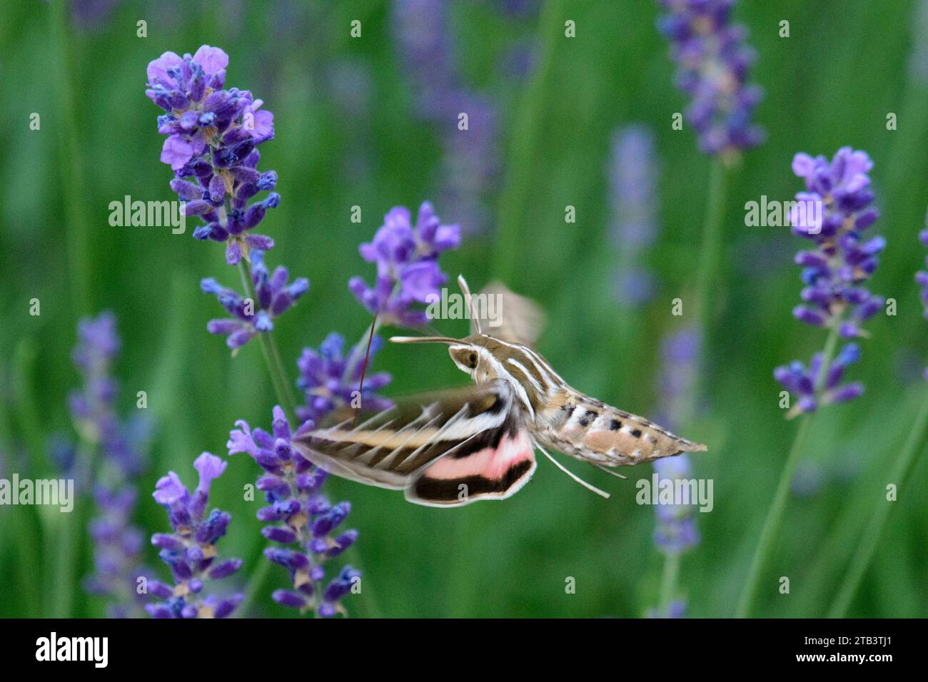 USA, Oregon, Bend, Rancho las Hierbas,White-lined sphinx,Hyles lineata,hummingbird moth Stock Photo