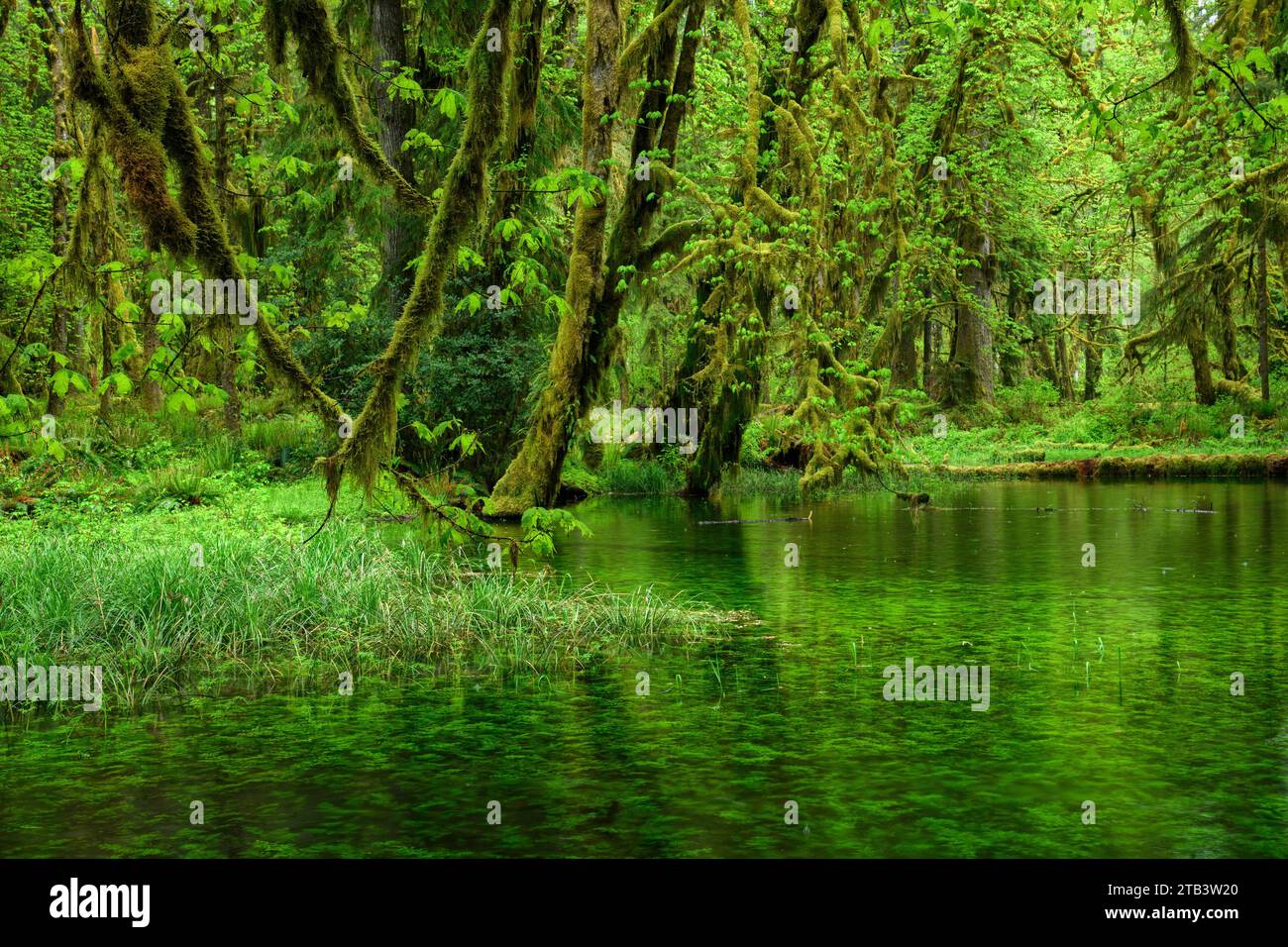 USA,Washington, Olympic National Park, Quinault Rain Forest, Maple Glade Rain Forest Trail Stock Photo