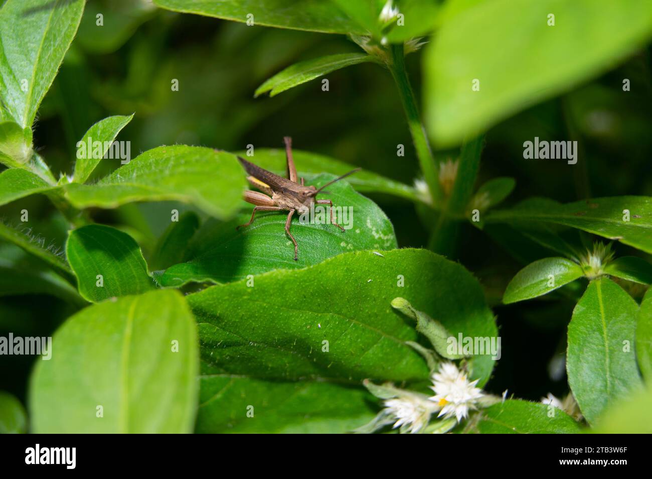 green leaf with small grasshoppers on it Stock Photo