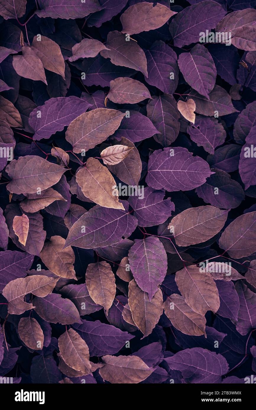 Purple Japanese Knotweed Plant Leaves In The Nature In Autumn Season 