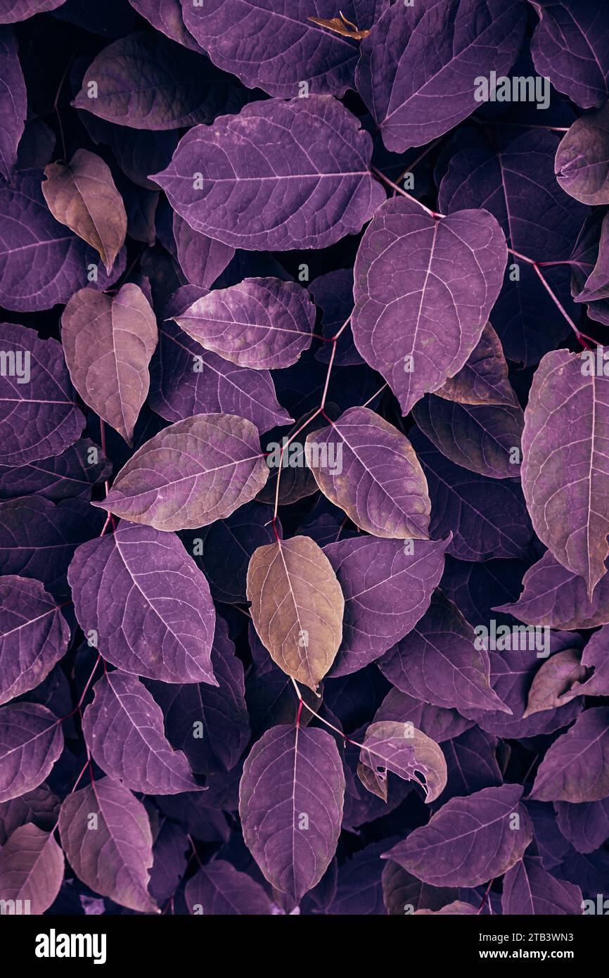 Purple Japanese Knotweed Plant Leaves In The Nature In Autumn Season 