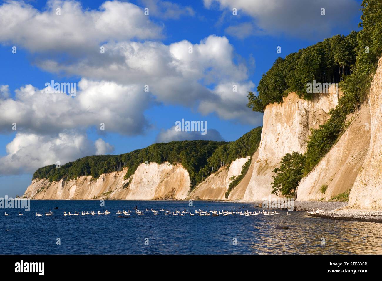 Nationalpark Jasmund Kreidefelsen Auf R gen Mecklenburg Vorpommern 