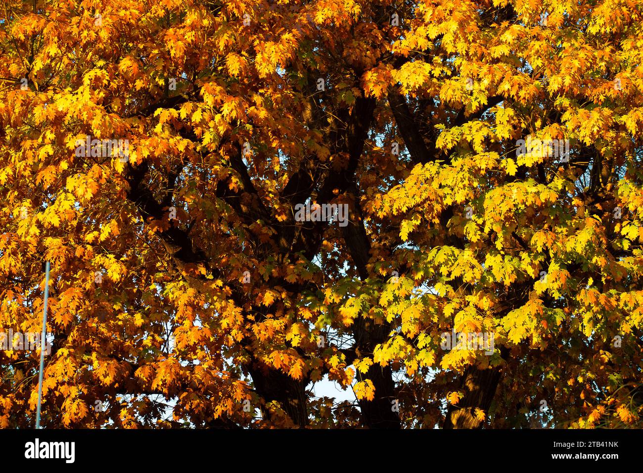 Quercia rovere hi-res stock photography and images - Alamy