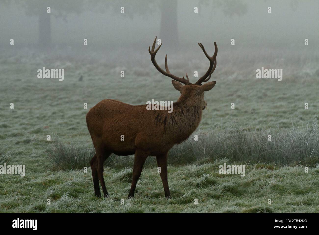 Red deer, Cervus Elaphus looking in to the misty background. Stock Photo