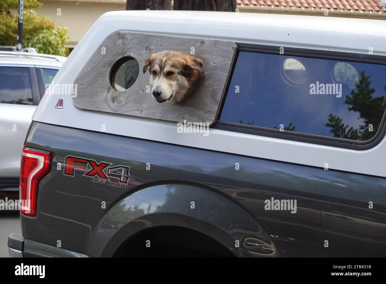 Dog looking out of back of utility vehicle San Francisco, California, USA Stock Photo