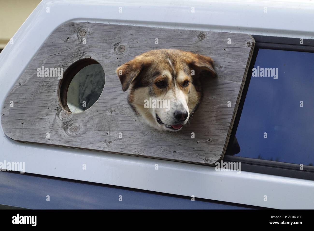 Dog looking out of back of utility vehicle San Francisco, California, USA Stock Photo