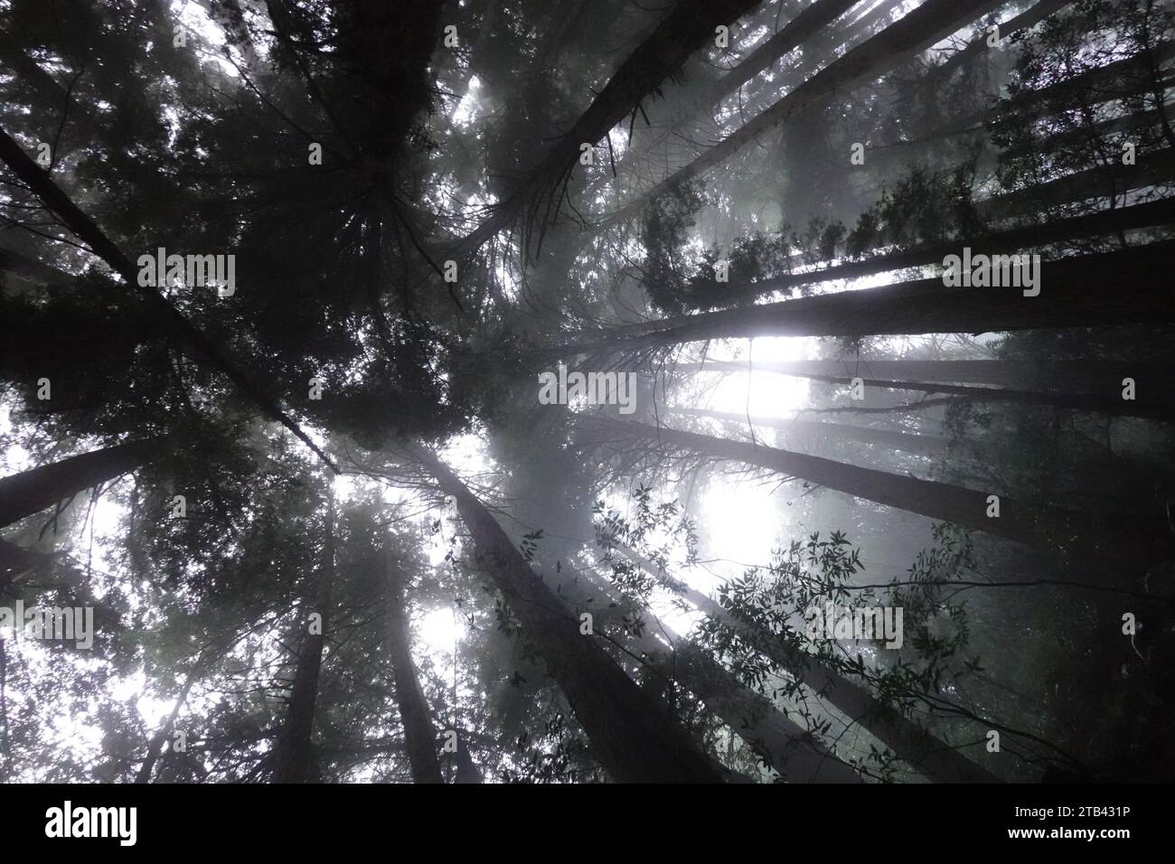 Redwood Trees, Dipsea Trail, Mill Valley, Marin County San Francisco