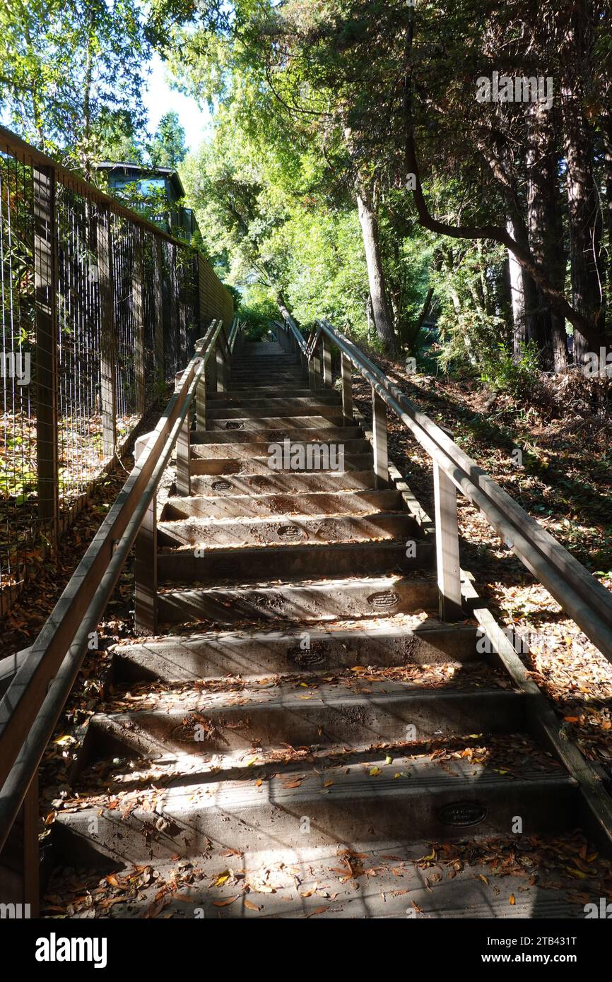 The 670 Dipsea steps at the beginning of the historic trail from Mill