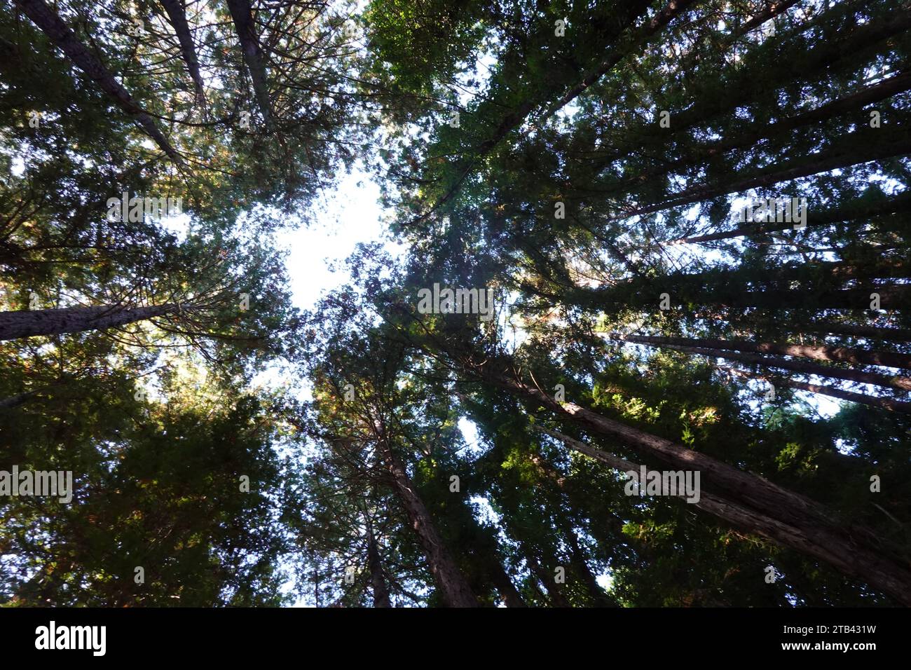 Redwood Trees, Dipsea Trail, Mill Valley, Marin County San Francisco