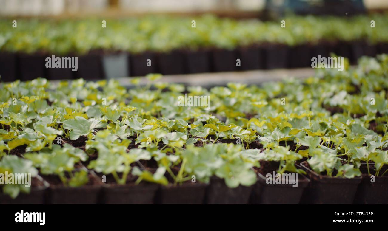 Geranium seedlings hi-res stock photography and images - Alamy