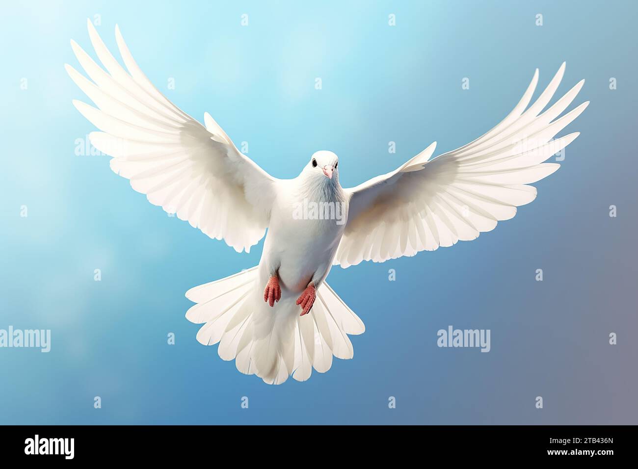 Dove in the air with wings wide open in-front of the sun Stock Photo