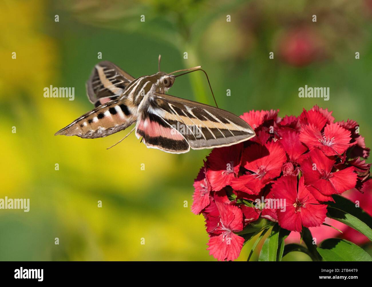 A White-lined Sphinx Moth pollinating a colorful Sweet William flower. Close up view. Stock Photo