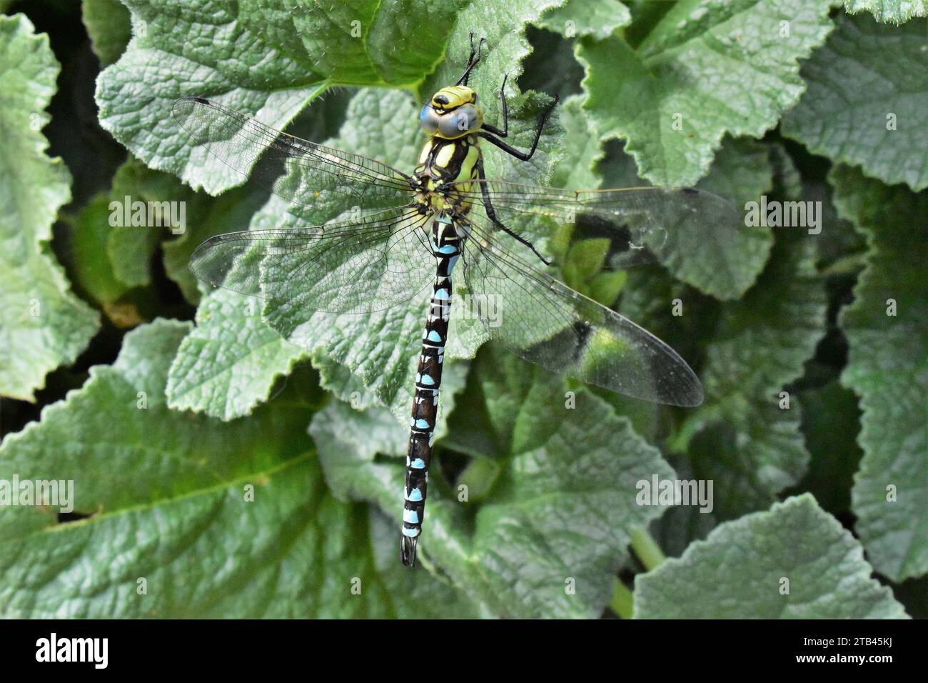 Blue and Yellow Dragonfly on a leaf - Common Hawker Stock Photo - Alamy