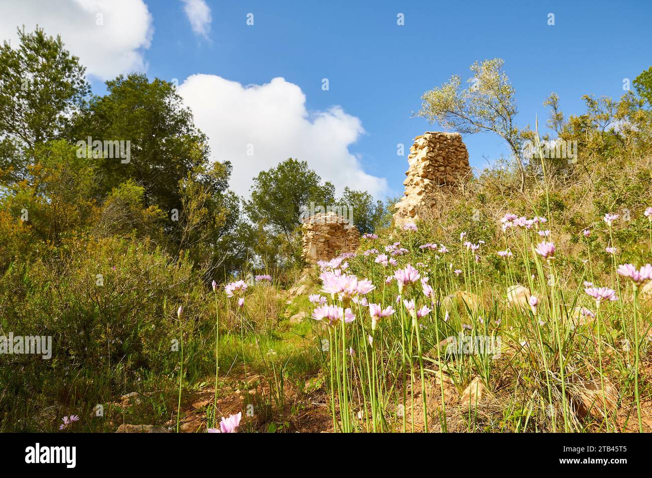 Rosy garlic (Allium roseum) flowers near ruins in SL-CV50 hiking trail to Cala Llebeig (Teulada, Marina Alta, Alicante, Valencian Community, Spain) Stock Photo