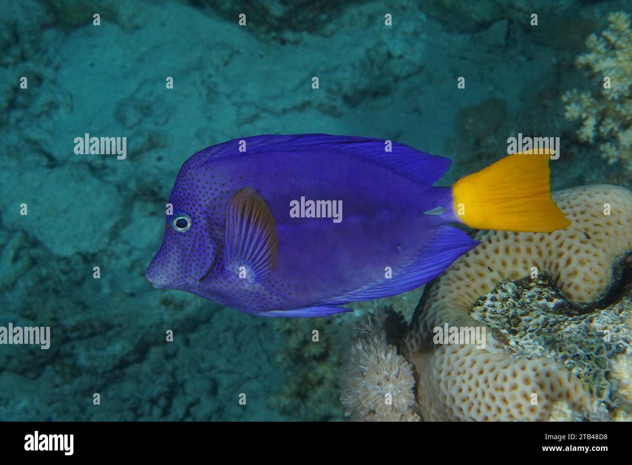 Blue purple tang (Zebrasoma xanthurum), House reef dive site, Mangrove Bay, El Quesir, Red Sea, Egypt Stock Photo