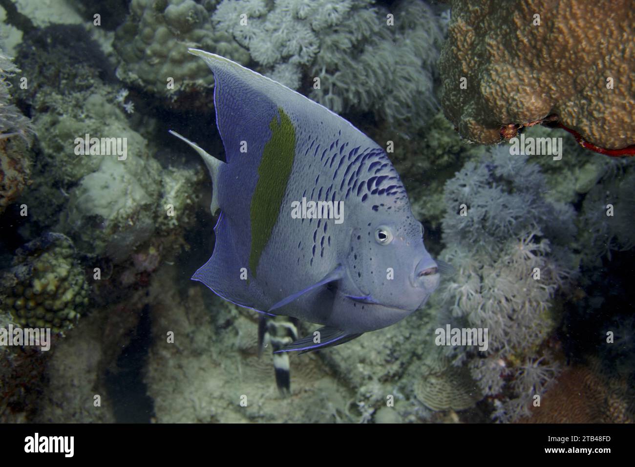 Halfmoon angelfish (Pomacanthus maculosus), House reef dive site, Mangrove Bay, El Quesir, Red Sea, Egypt Stock Photo