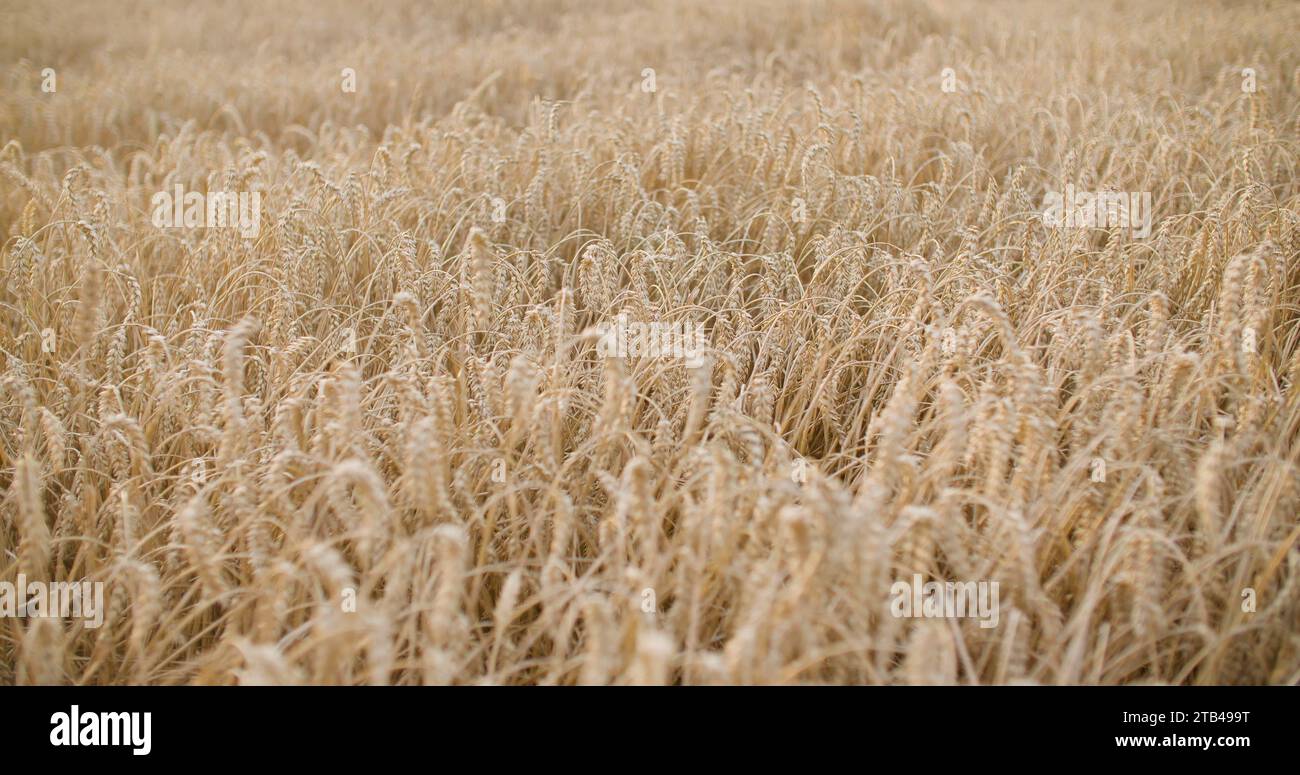 Aerial video field wheat hi-res stock photography and images - Alamy