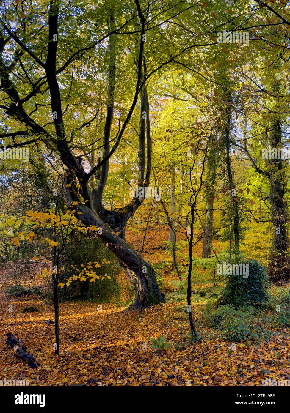 Autumn at Park, Malone House, Lagan Valley National Park