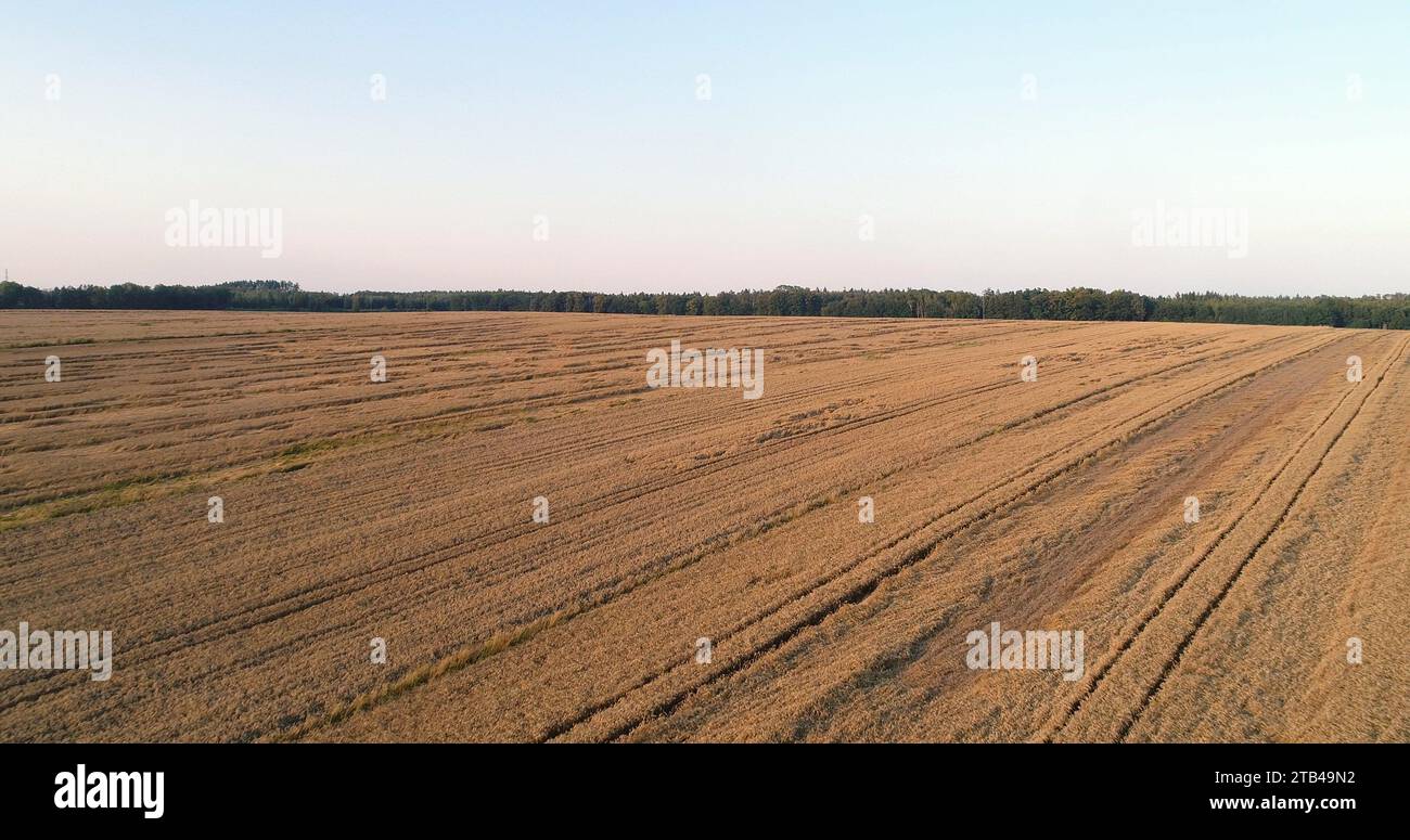 Drone over wheat field hi-res stock photography and images - Alamy