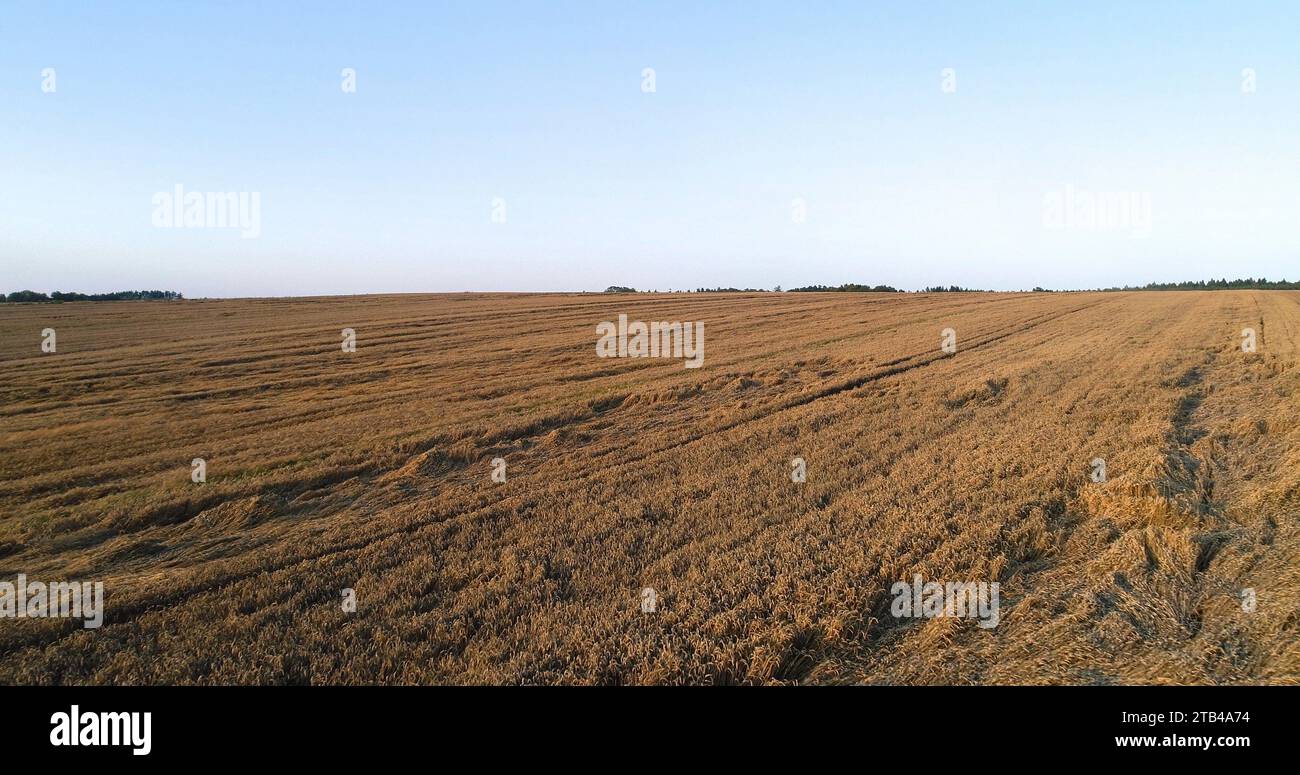 Drone over wheat field hi-res stock photography and images - Alamy