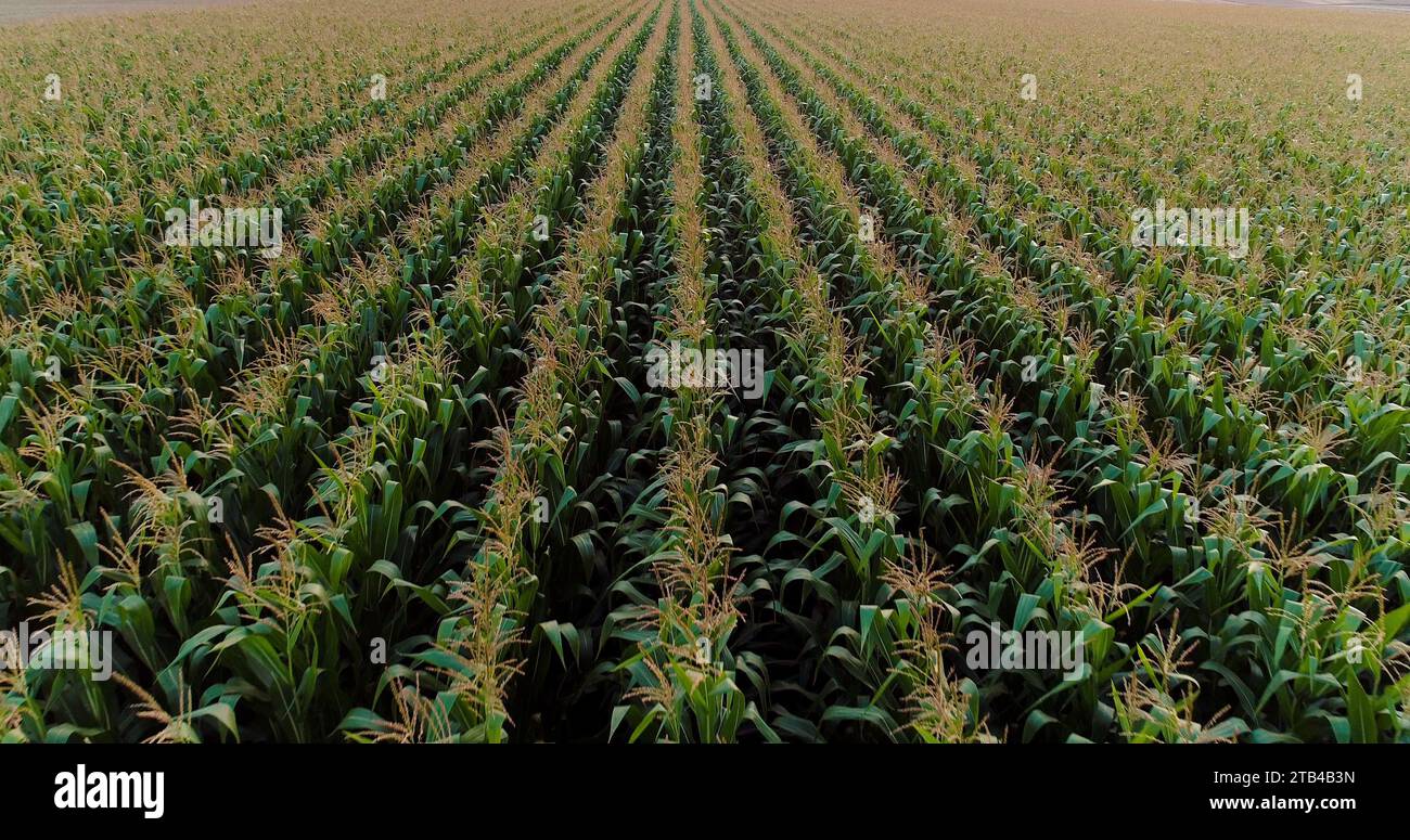 Drone shot corn field row hi-res stock photography and images - Alamy