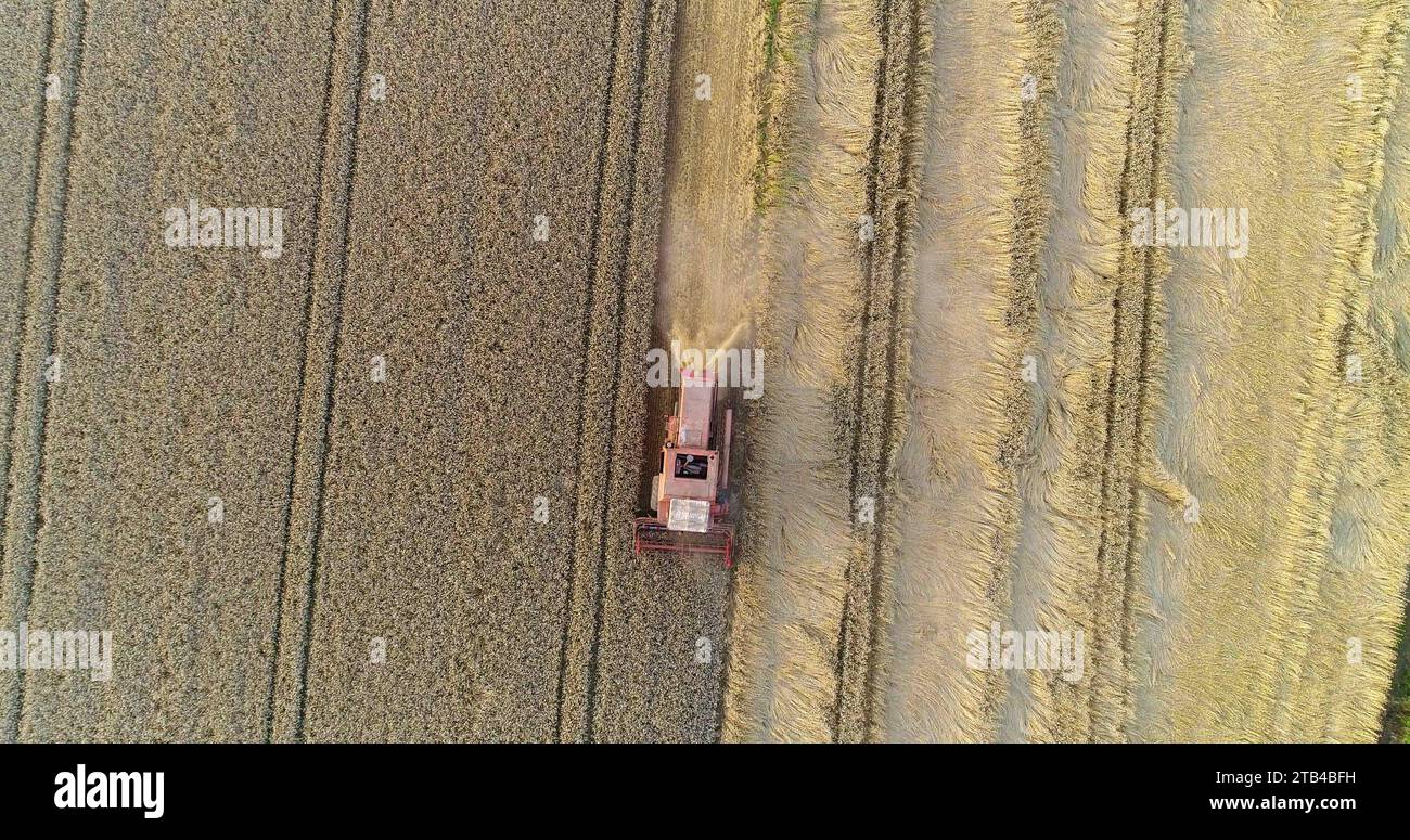 combine harvester harvesting agricultural wheat field Stock Photo - Alamy