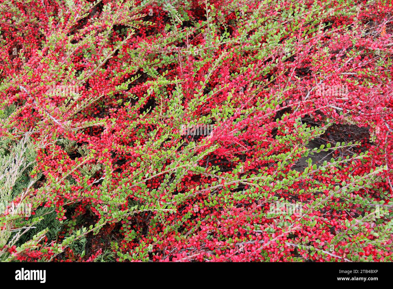 In the garden grows a decorative bush of the cotoneaster horizontalis Stock Photo