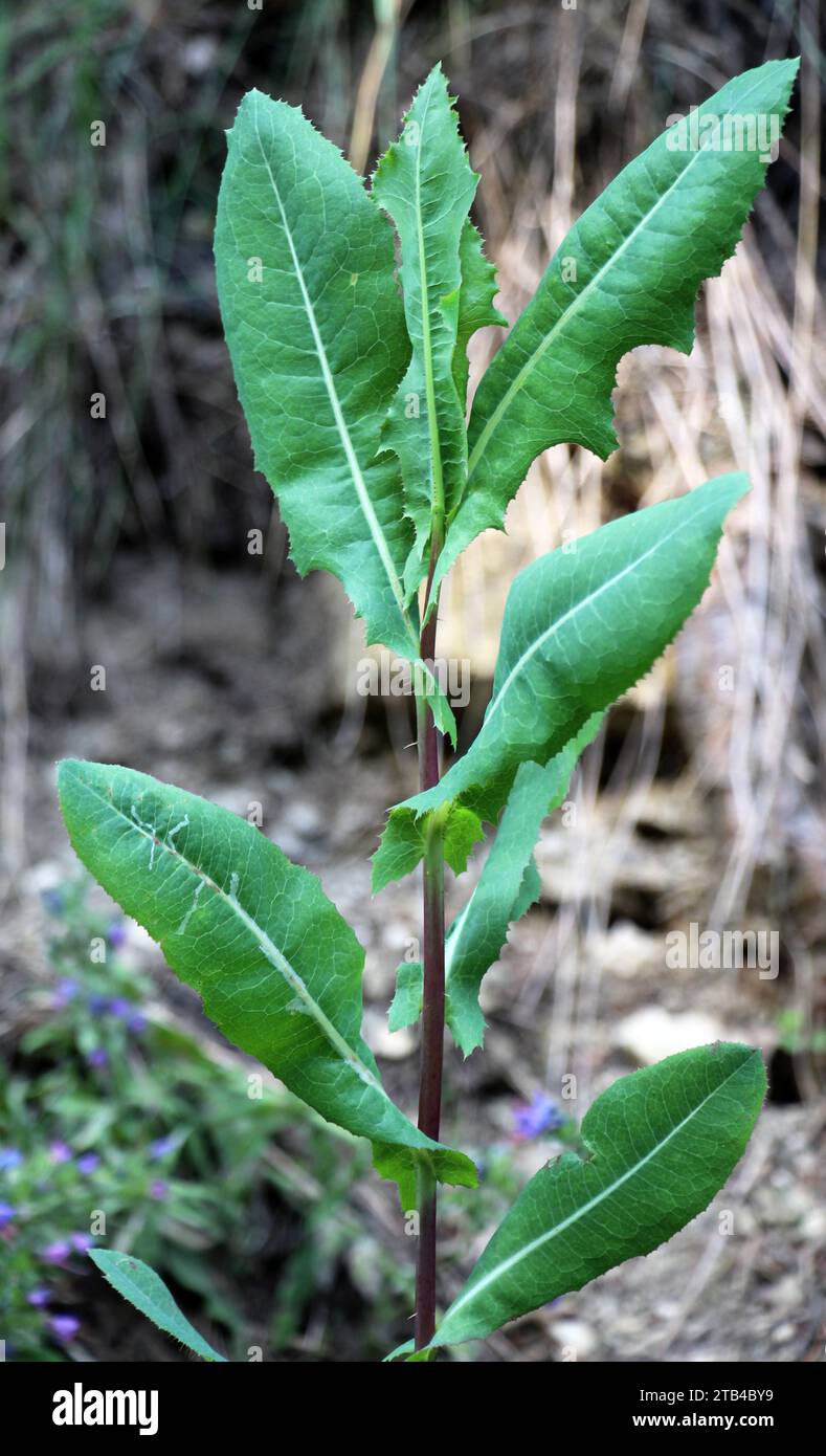 In the summer it grows in nature Lactuca serriola Stock Photo