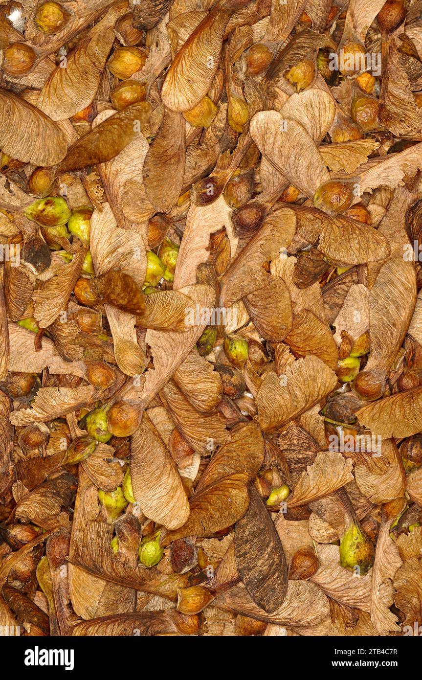 Acer pseudoplatanus 'Sycamore' – SEEDS Stock Photo