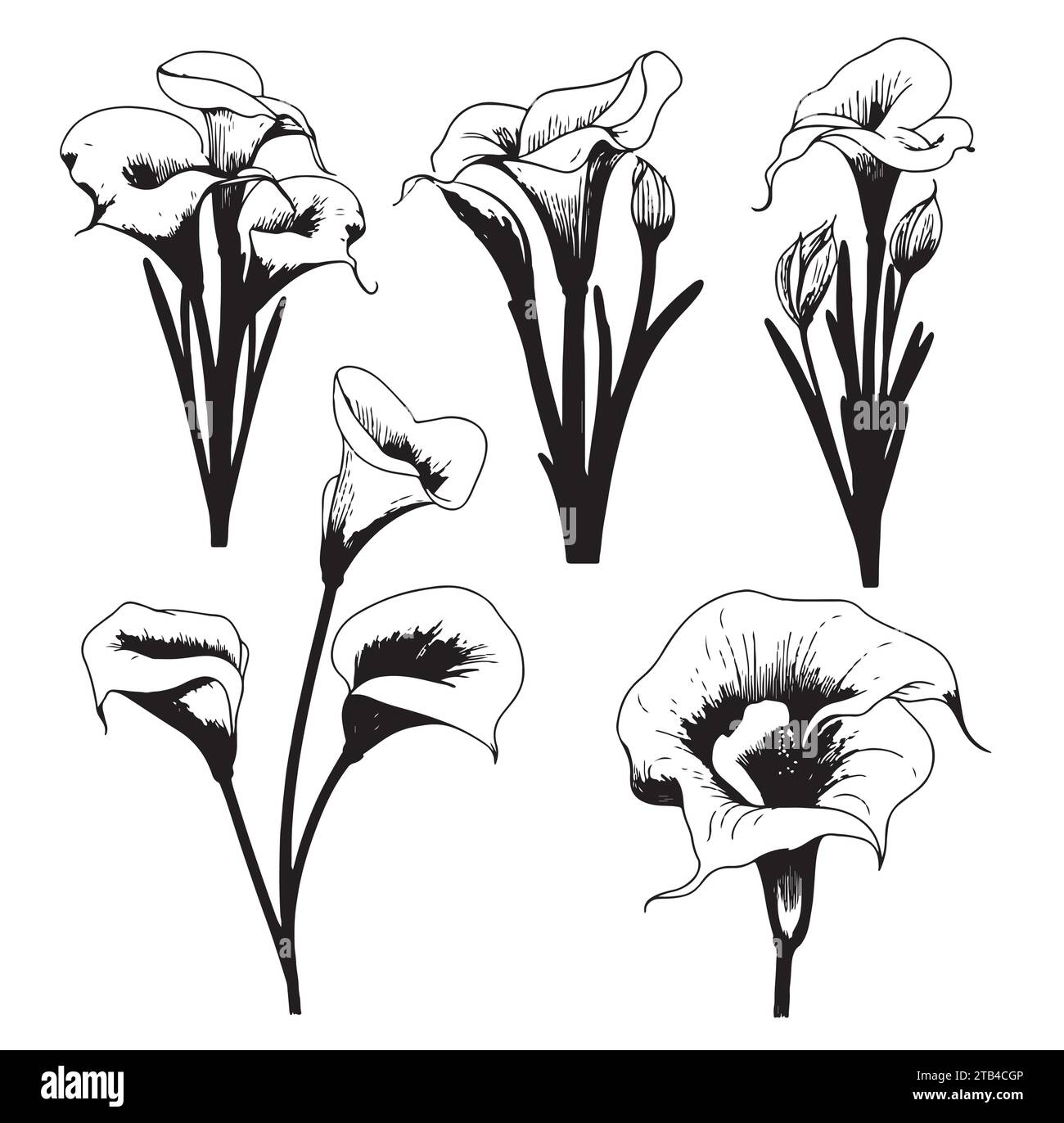 Calla lily illustration Black and White Stock Photos & Images Alamy