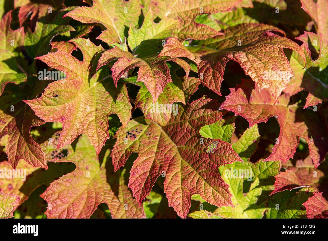 Close up of bright green and red leaves of the Hydrangea quercifolia or ...