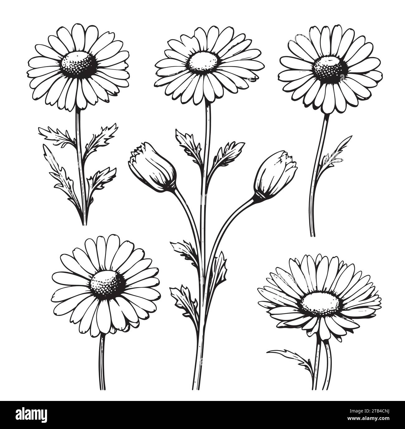 Daisy flower drawing. Vector hand drawn engraved floral set. Chamomile
