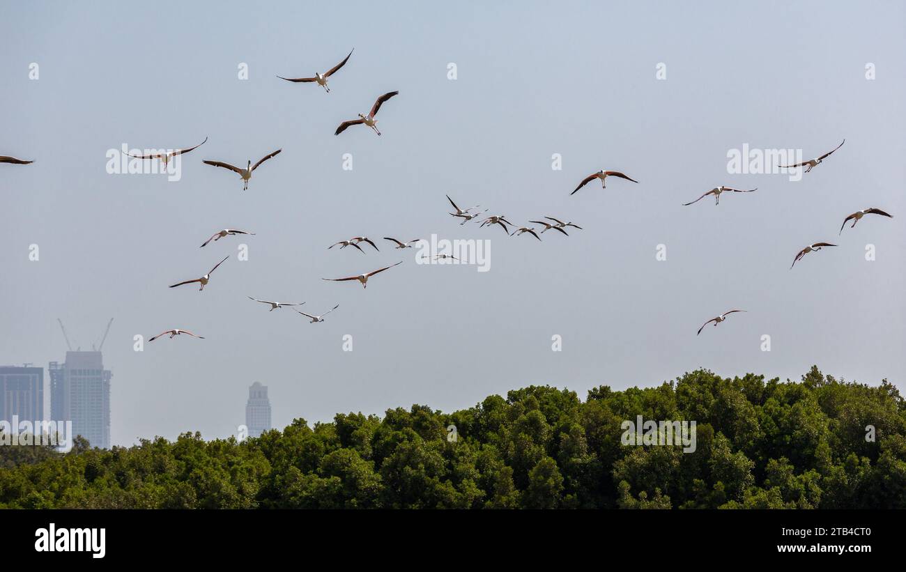 Flock of Greater Flamingos (Phoenicopterus roseus) in Ras Al Khor Wildlife Sanctuary in Dubai, flying over the city with Dubai skyscrapers in the back Stock Photo