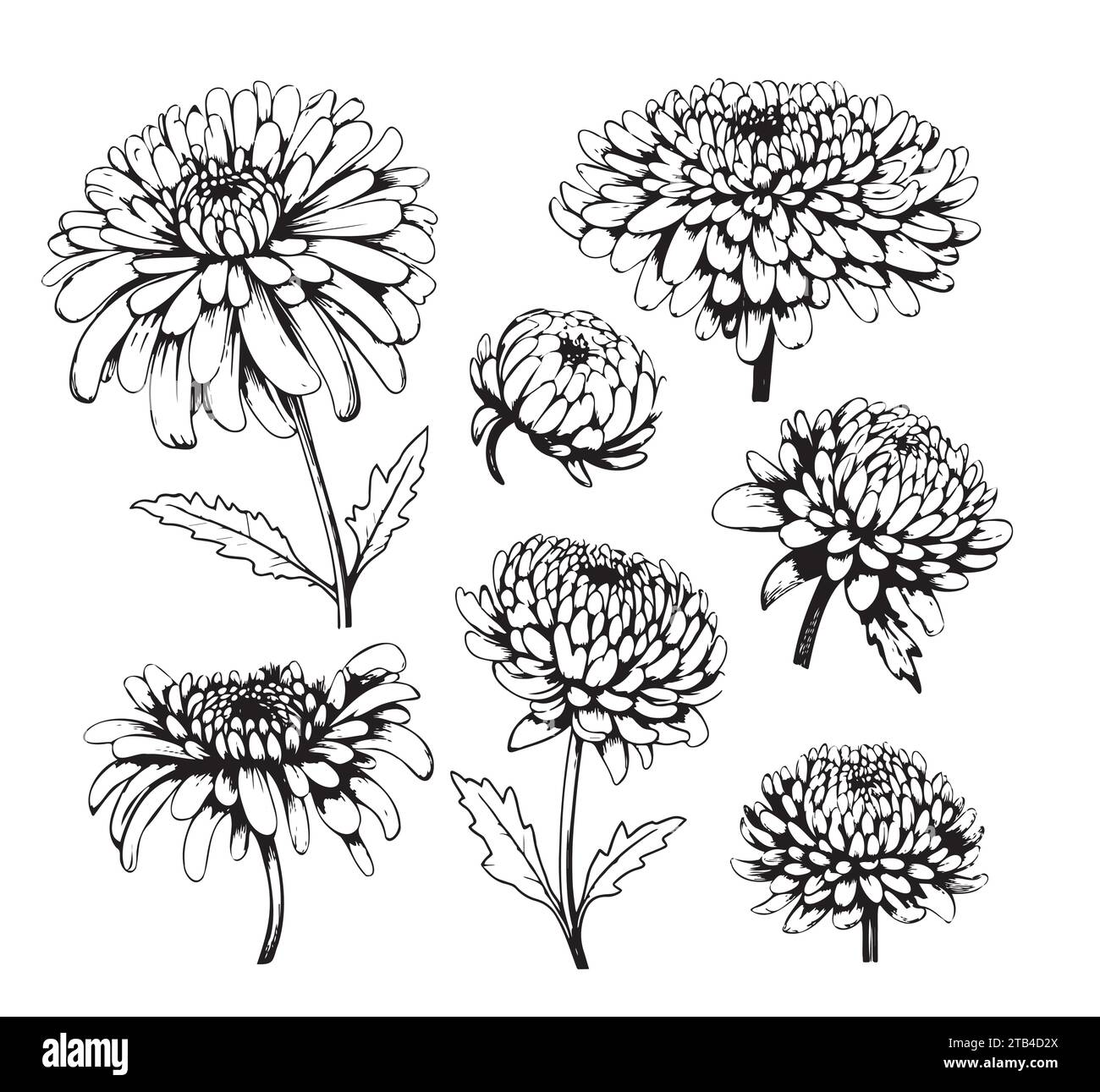 Set of hand drawn chrysanthemum flowers, branches, leaves isolated on a white background. Black and white illustration in sketch engraving style Stock Vector