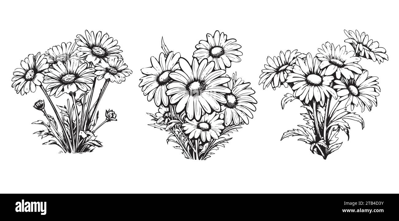 Hand Drawn Daisy Flower Cartoon Illustration. A simple flower on white