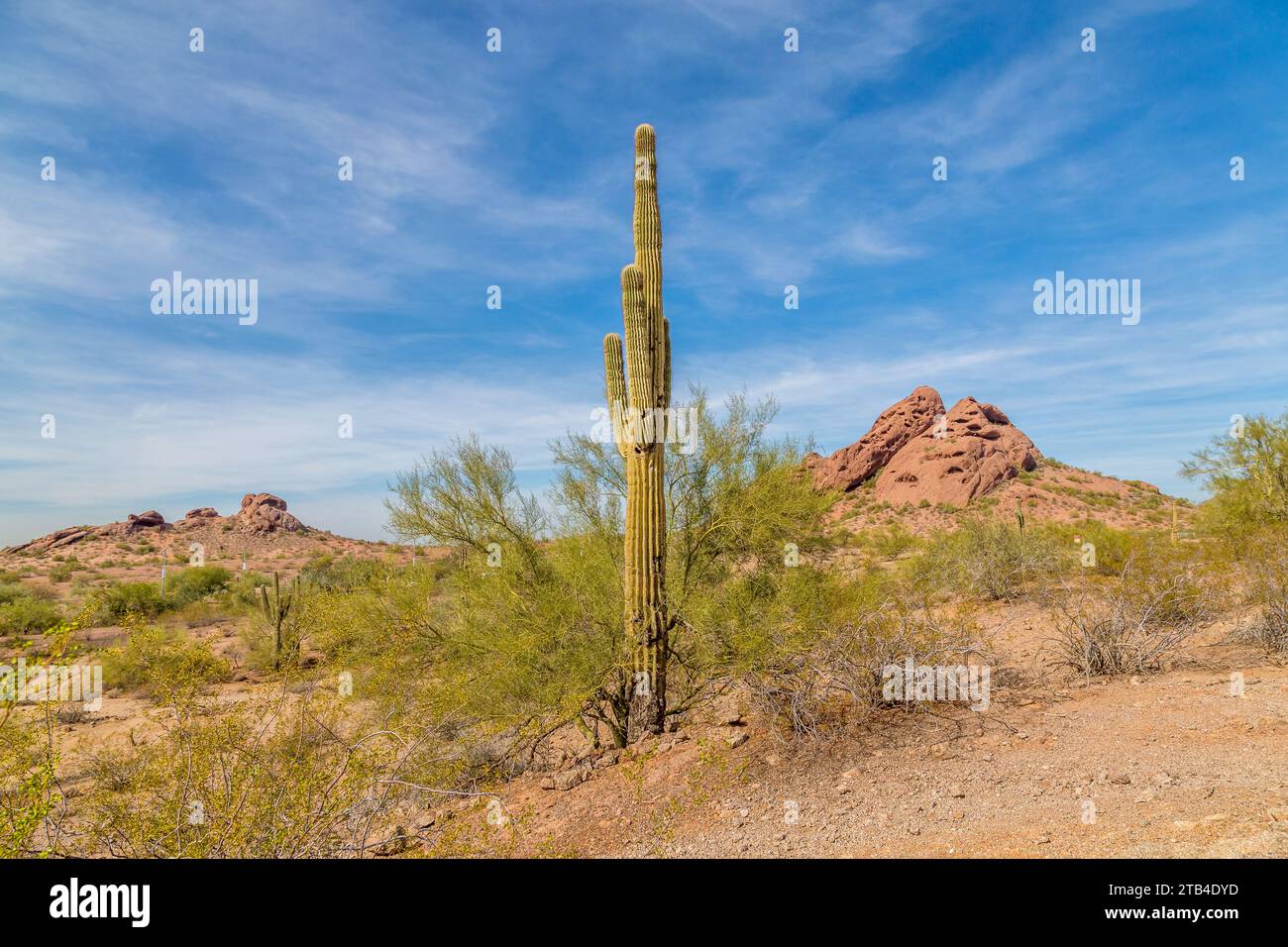 Saguaro Cactus in the Sonoran Desert, near Phoenix, Arizona, USA Stock Photo