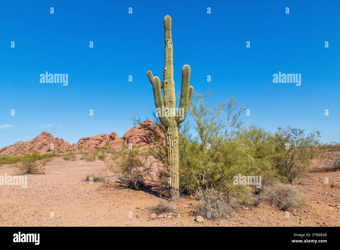 Saguaro Cactus in the Sonoran Desert, near Phoenix, Arizona, USA Stock ...
