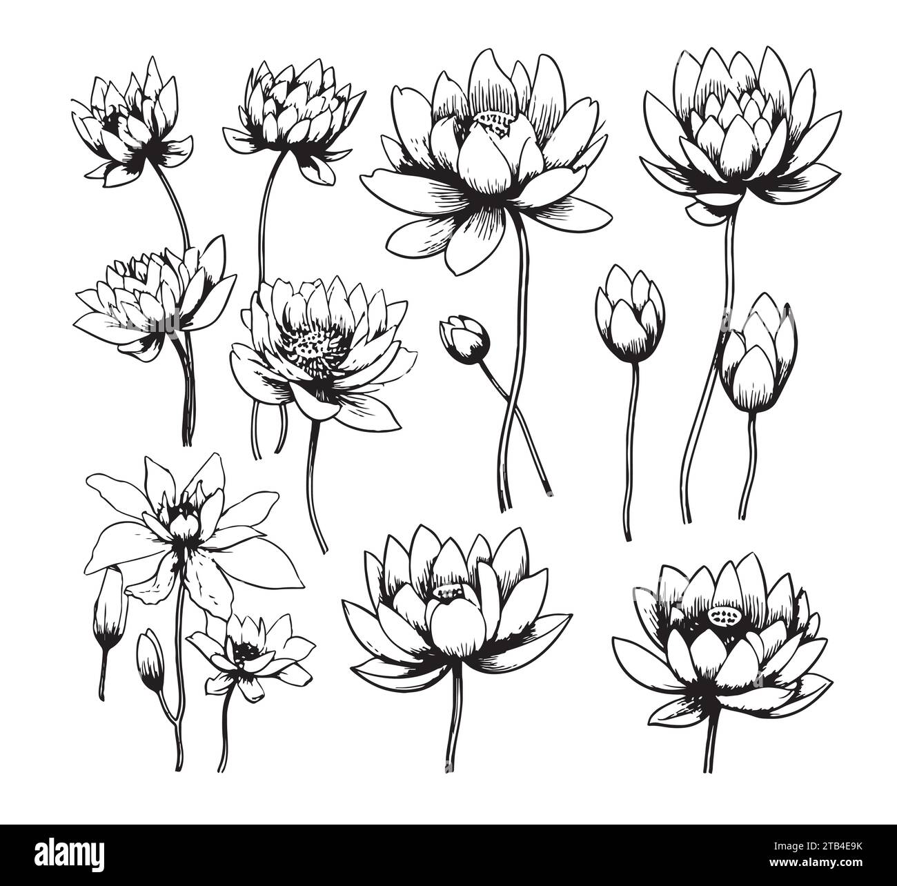 Lotus border design Black and White Stock Photos & Images - Alamy