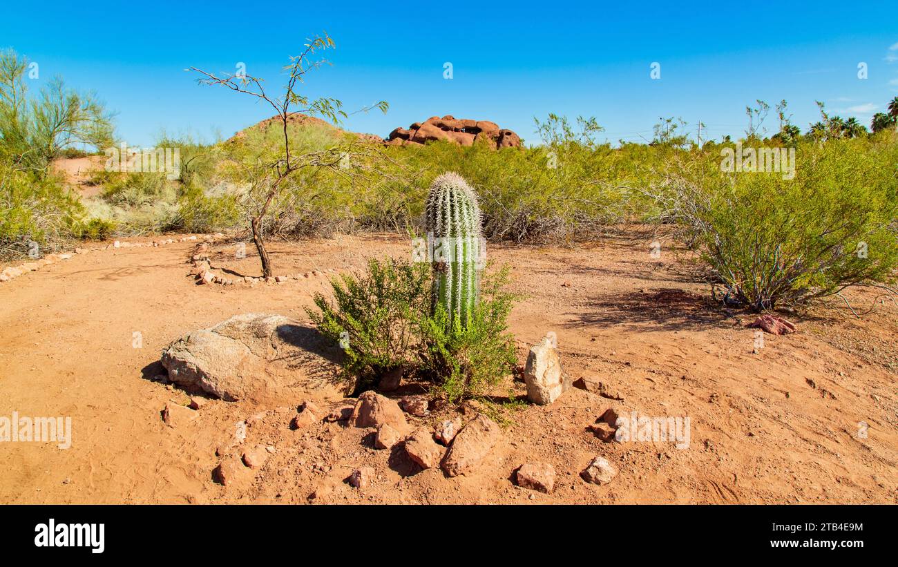 Saguaro Cactus in the Sonoran Desert, near Phoenix, Arizona, USA Stock Photo