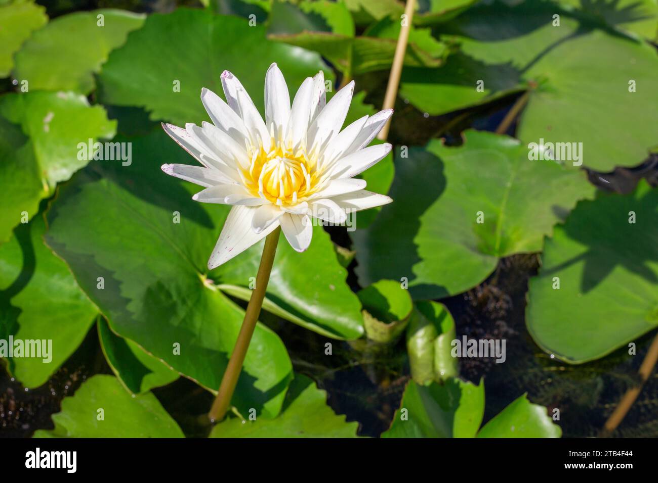 White lotus flower with green leaves on a pond. Stock Photo