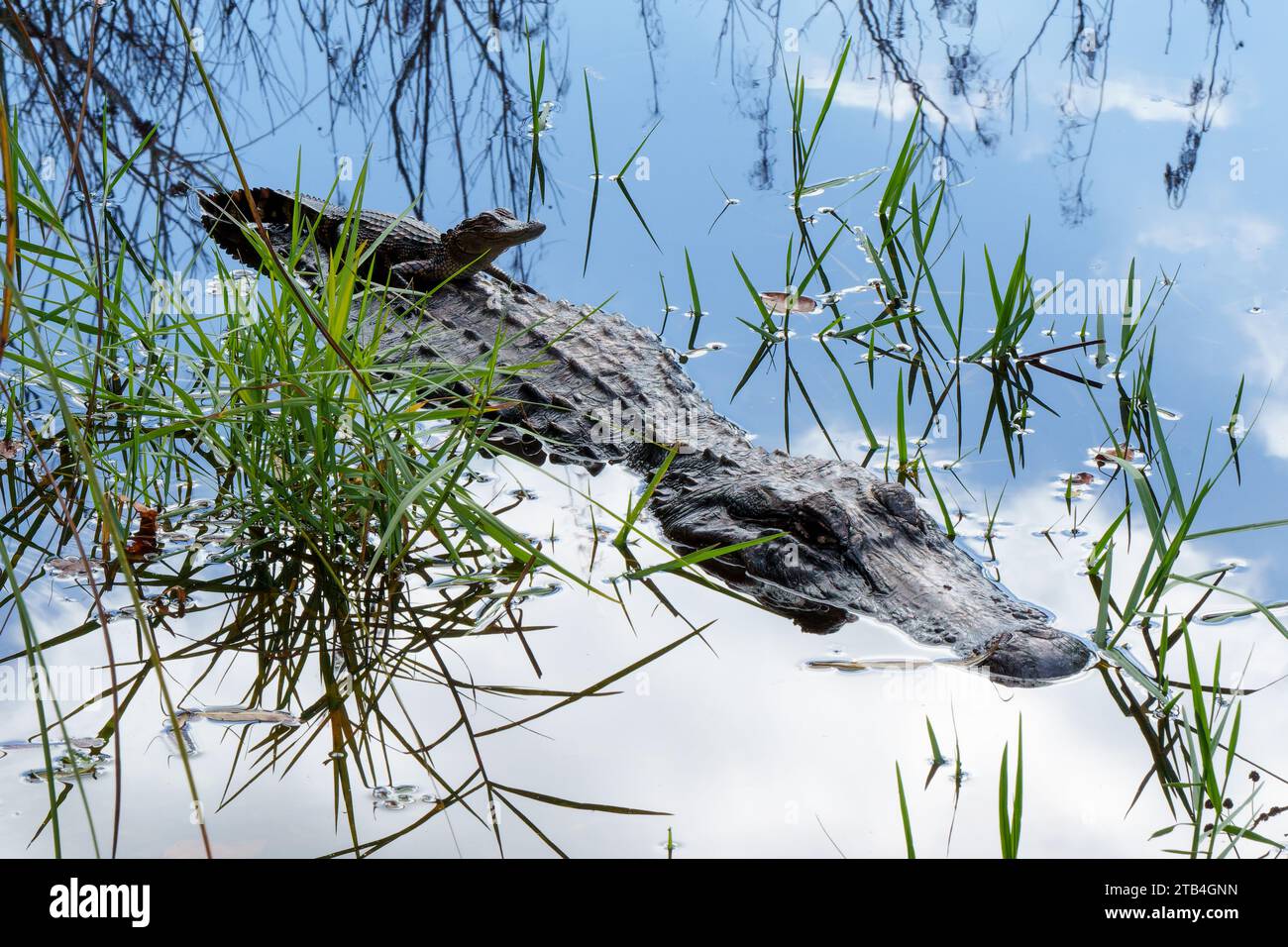 Lefty the alligator in Gulf State Park in Alabama with one of her baby alligators sitting on her back. Stock Photo