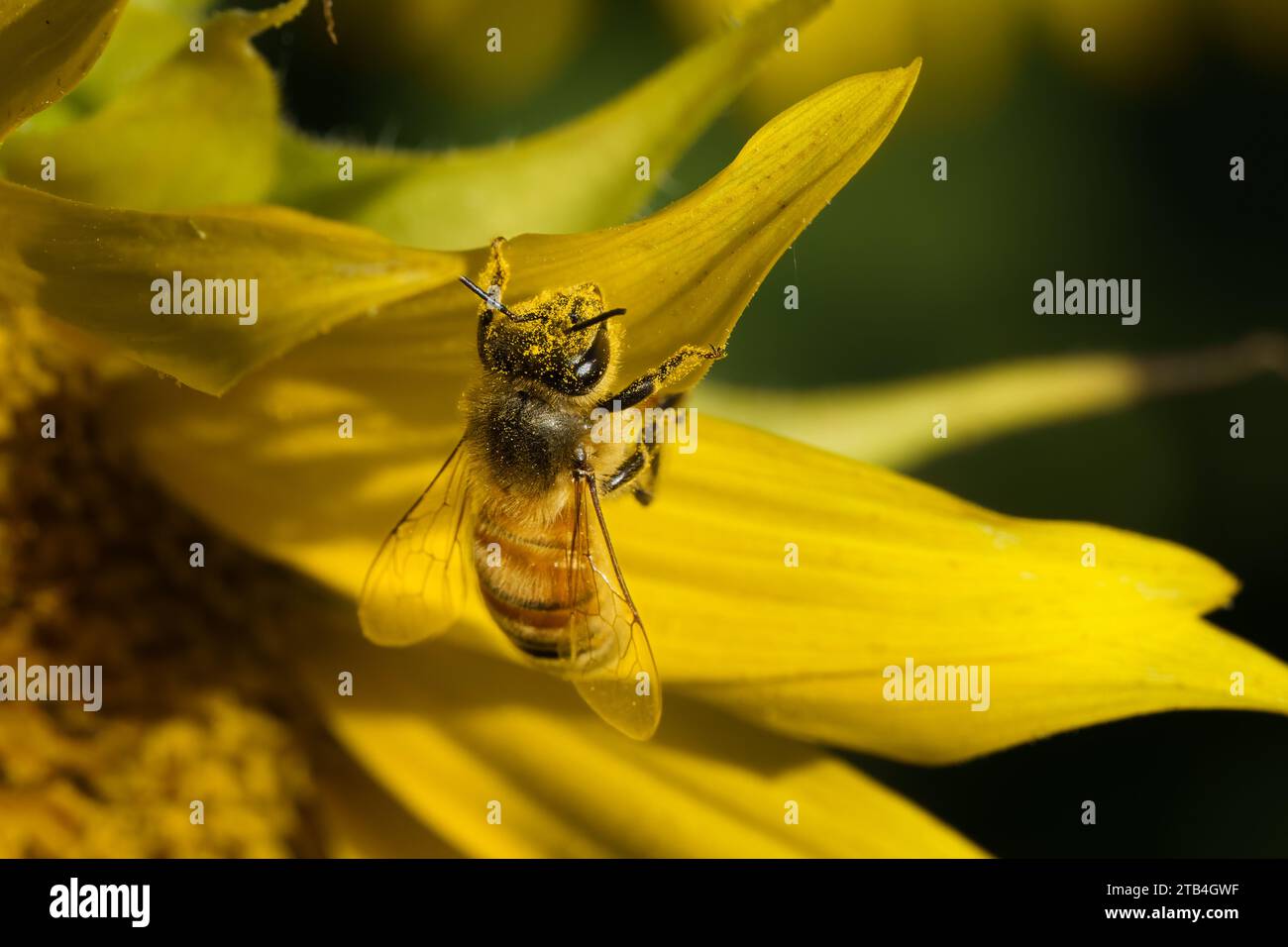 A honey bee covered in pollen clings to a sunflower petal in a sunflower field in Yolo County, California. Stock Photo