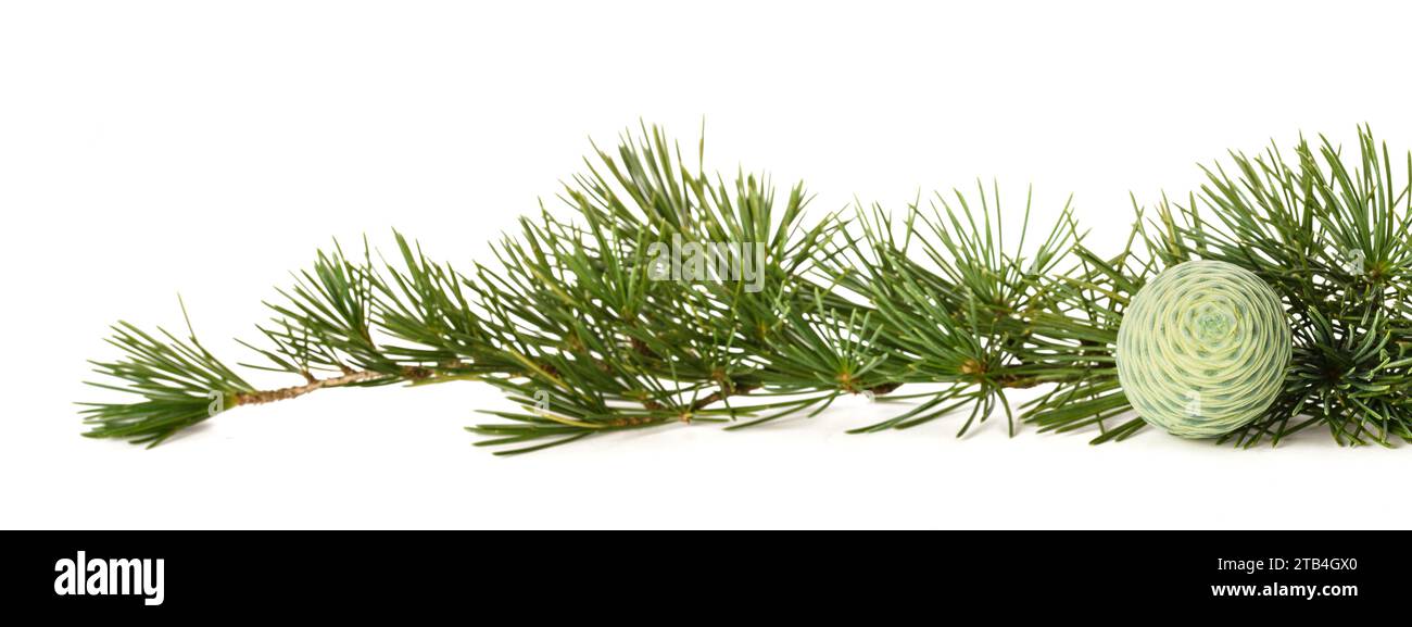 Cedrus deodara branch isolated on white background Stock Photo