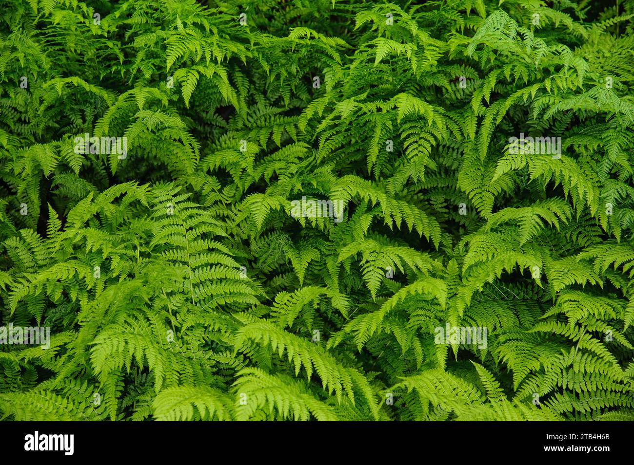 Beautyful green ferns ,  natural floral fern background Stock Photo