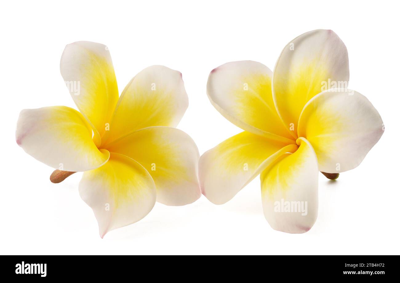 Two Frangipani flowers  isolated on white background Stock Photo