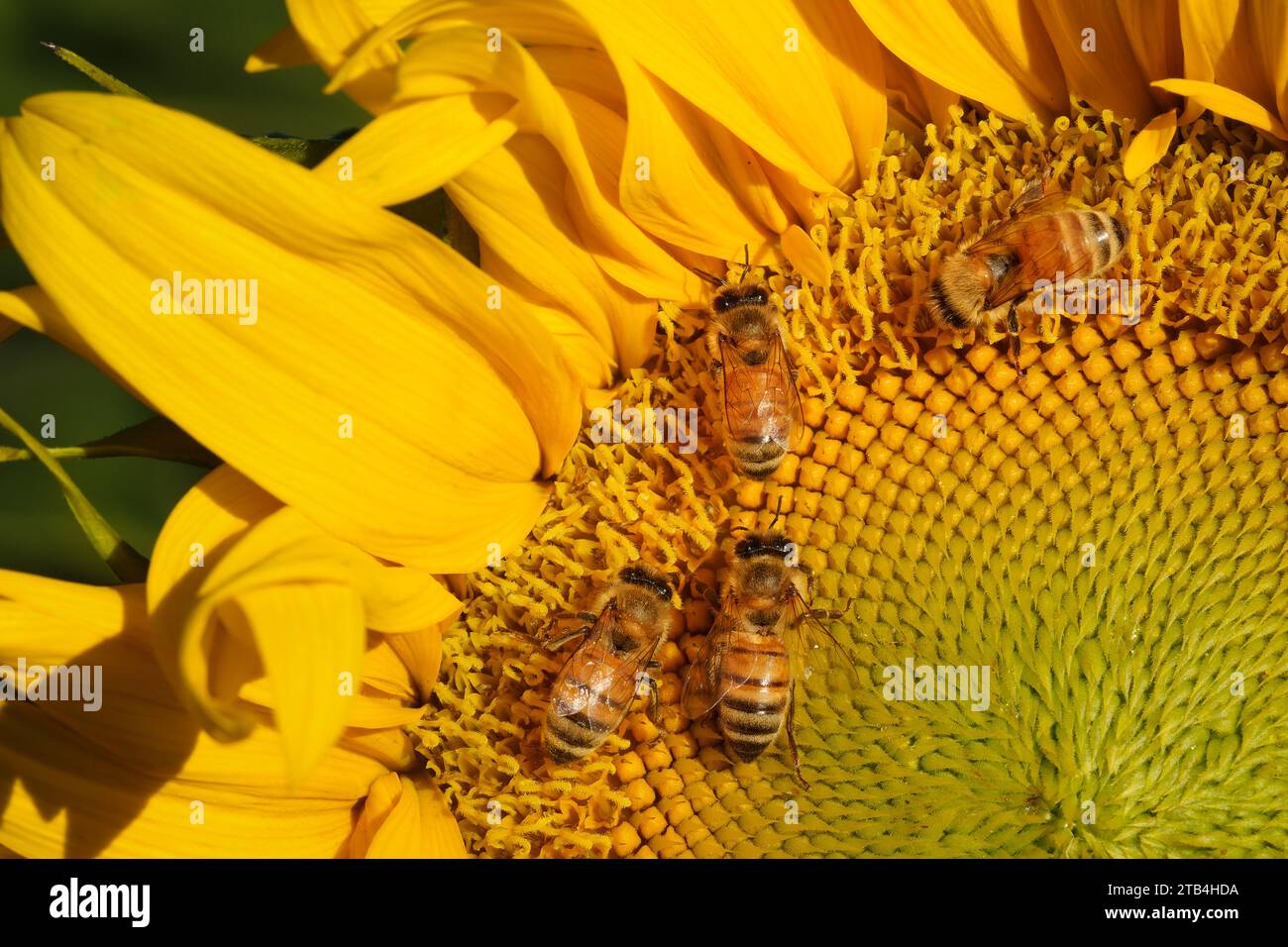 Honey bees gathering pollen on a sunflower in the Turkovich Family ...